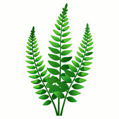 Boston Fern (Nephrolepis exaltata) on White Background: Elegant Botanical Illustration