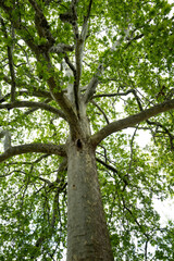 un arbre centenaire du jardin des plantes dans le centre de Paris en France