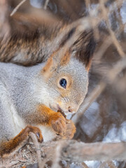 The squirrel with nut sits on tree in the winter or late autumn