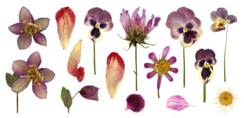 set / collection of pressed flowers and petals, hellebore, pansies, cosmea, violet, tulip petals and a daisy flower isolated over transparency, floral botanical herbarium design elements, PNG