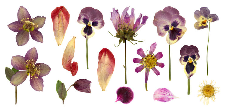 set / collection of pressed flowers and petals, hellebore, pansies, cosmea, violet, tulip petals and a daisy flower isolated over transparency, floral botanical herbarium design elements, PNG - Powered by Adobe