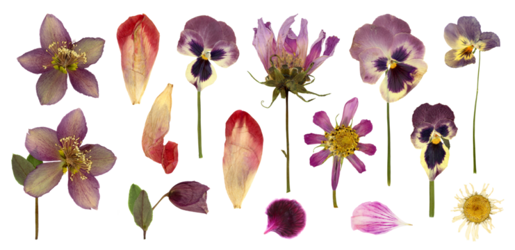 set / collection of pressed flowers and petals, hellebore, pansies, cosmea, violet, tulip petals and a daisy flower isolated over transparency, floral botanical herbarium design elements, PNG - Powered by Adobe