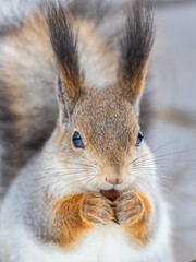 The squirrel with nut sits on tree in the winter or late autumn