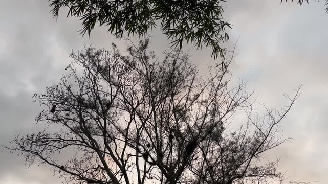 Ramas de &aacute;rbol con cielo nublado 