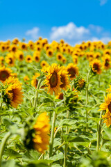 Sunset shining on a sunflower field in the Midwest of the United Stated.
