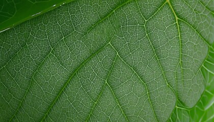 Obraz premium Teture, Leaf Texture Close Up