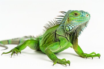 Fototapeta premium the beside view Green Iguana, left side view, white copy space on right, dutch angle view, isolated on white background