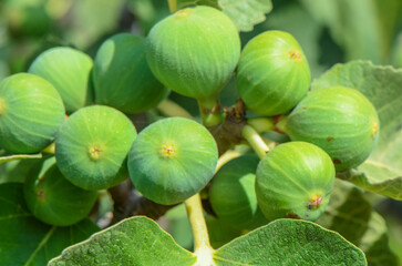 Fig flower tree disease. Dried small dark brown fig close to baby fresh fruit