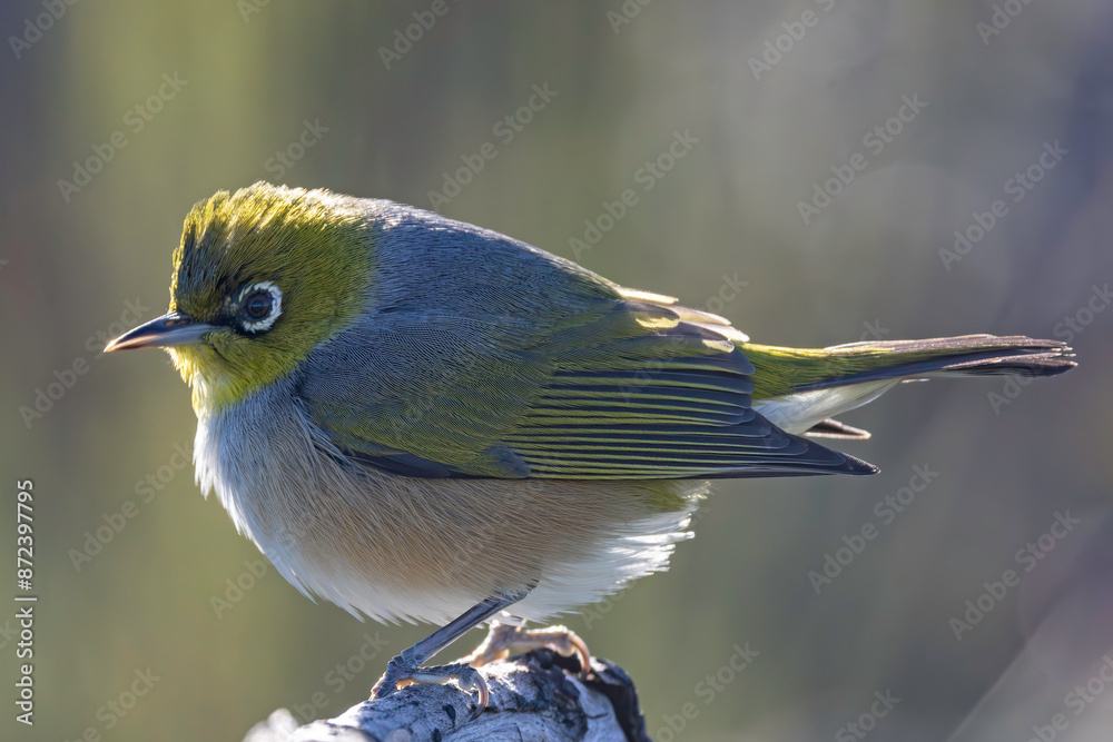 Wall mural close up of australian silvereye