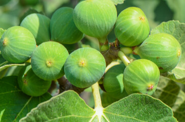 At the beginning of april, fig fruits and leaves begin to grow