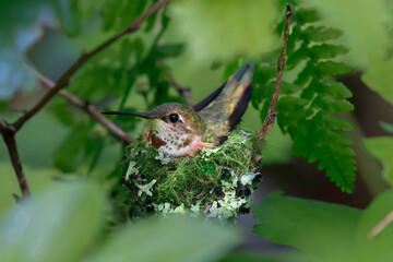 mother anna's hummingbird sitting on a nest
