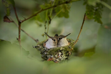 baby anna's hummingbirds in a nest