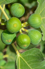 Ripe figs on a branch ( Ficus carica). Bunch of green figs on a fig tree