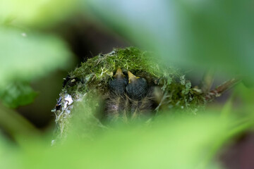 newly hatched anna's hummingbirds in a nest