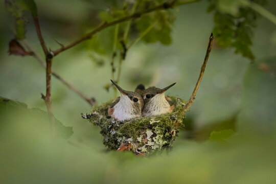 baby anna's hummingbirds in a nest