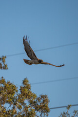 eagle in flight