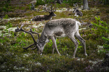 A reindeer with large antlers bends down to graze in the lush green and brown vegetation, two reindeer lying on the forest floor in the wild landscape of Idre, Dalarna, Sweden © Dylan
