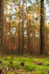 Spokojny las letnią porą