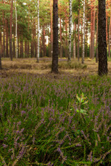 malowniczy leśny krajobraz