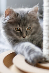 Kätzchen Mainecoon