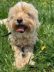 dog in grass