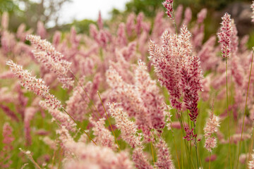 Campo de flores rosadas ao vento em dia ensolarado