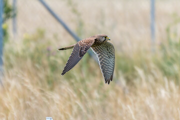 Turmfalke