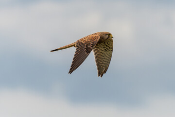 Turmfalke