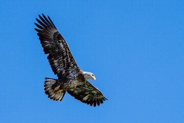 Young juvenile bald eagle against a blue sky