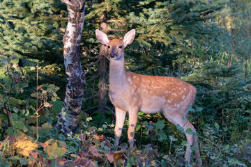 whitetail fawn with spots