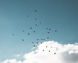 Himmel und Vögel