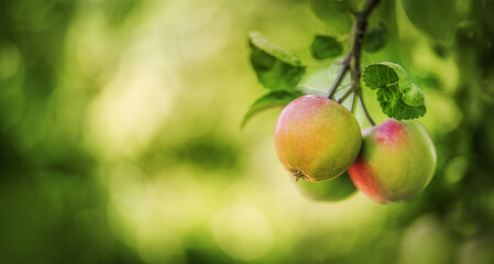 Harvest of red apples on a tree in the garden at summer