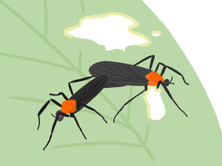 A Pair of Lovebugs Sitting on a Leaf