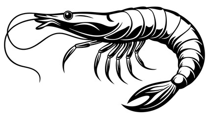 illustration of shrimp