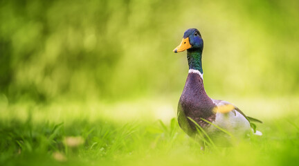 Mallard Duck resting on green grass in the park