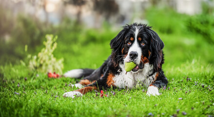 Bernese Mountain Dog with a pear in his mouth lying on the grass in the garden