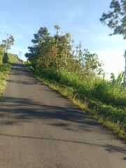 Bali Island : path in the park