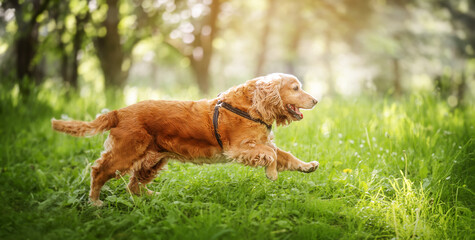 happy red cocker spaniel running outdoors in summer