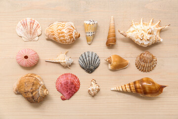 Many different sea shells on wooden background