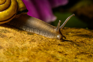 Snail on an adventure on a rock