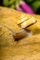 Snail on an adventure on a rock