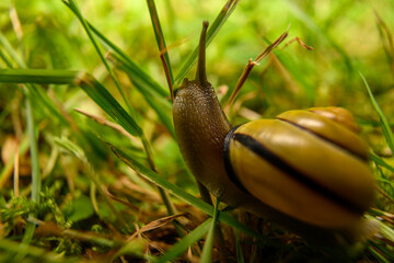 Snail on an adventure on a rock