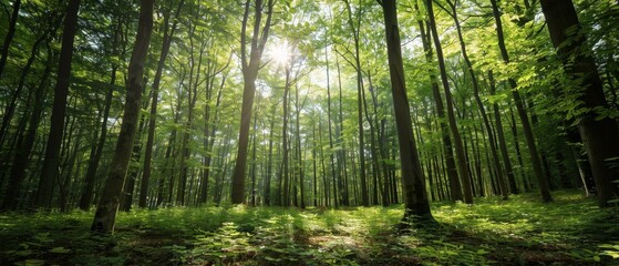 Fototapeta premium Dense green forest with sunlight piercing through tall trees, vibrant foliage and rich canopy, detailed and serene, for landscape lovers