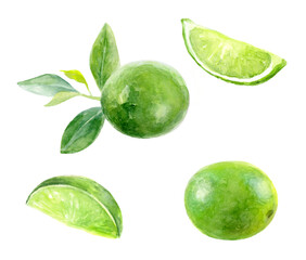 Watercolor illustration of green limes and lime slices with tropical fruit and greenery