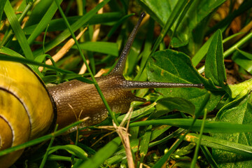 Snail on an adventure on a rock