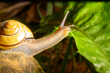 Snail on an adventure on a rock