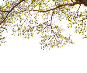 branch of tree on white background