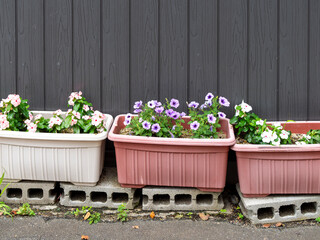 軒先に咲く綺麗な花