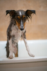 Naklejka premium Cute tricolor wet sheltie. Shetland sheepdog is being washed in the bathroom. Dog grooming and hygiene