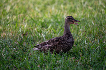 duck in the grass
